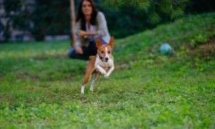 CẨM NANG VỀ CÁC THỰC PHẨM BỔ SUNG KHỚP, HỖ TRỢ VẬN ĐỘNG CHO CHÓ CÓ NGUY CƠ MẮC BỆNH VIÊM KHỚP